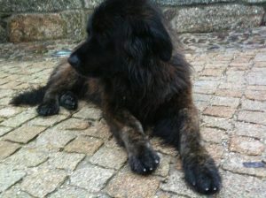 Leao resignado chuva