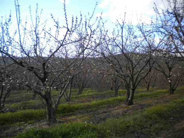 cerejeiraprimeirafloracao2