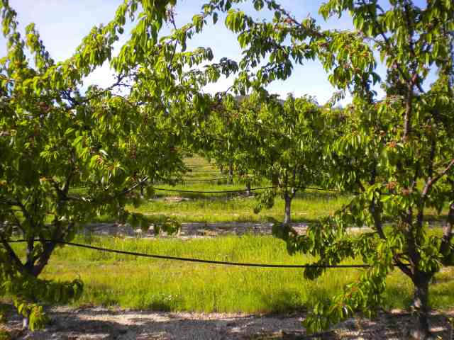 Earlise orchard 13-04-22