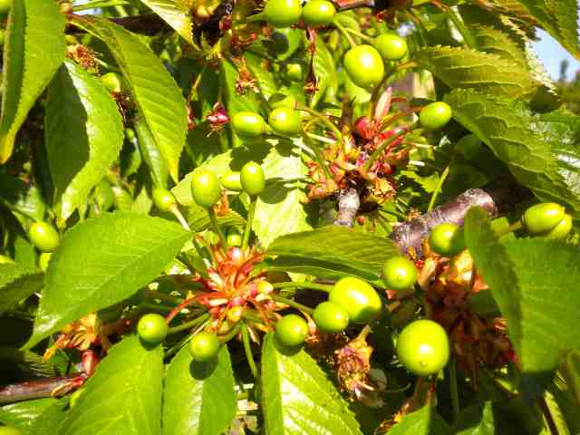 Earlise vingamento 13-04-22