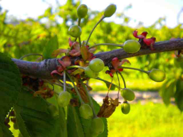 Earlise vingamento2 13-04-22