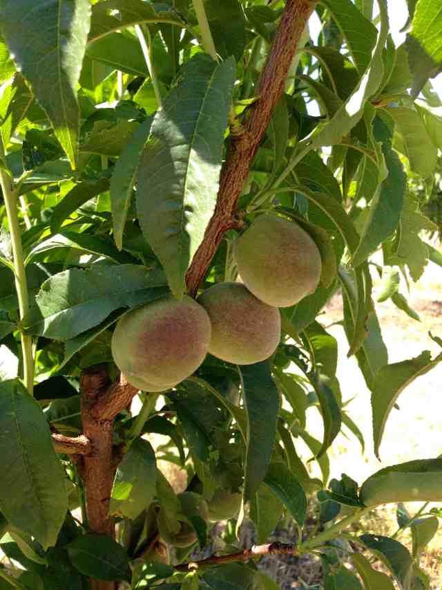 Peaches3 May