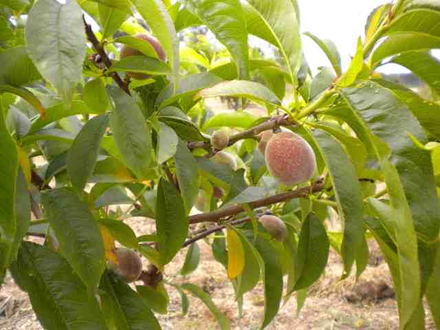 pessegueiros30Abrilred