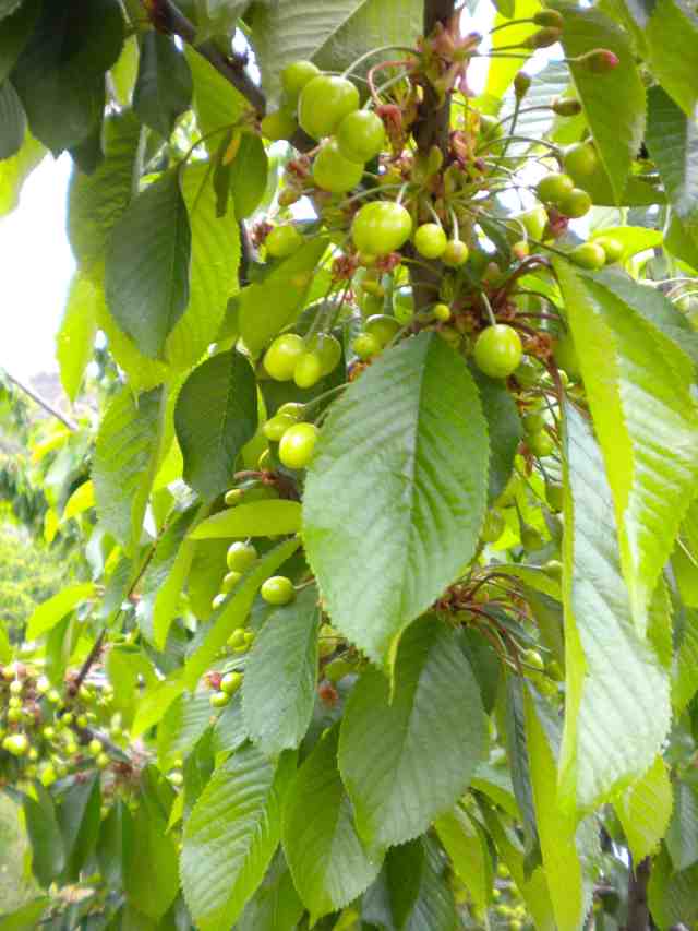 PrimeGiant-QN-6-5-13