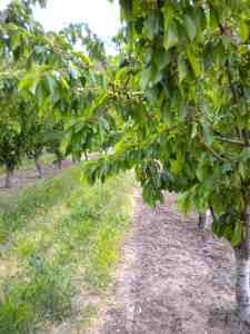 PrimeGiant2-QN-6-5-13