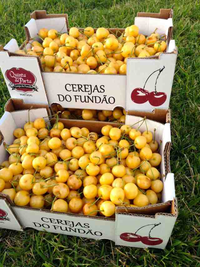 cerejas-amarelas-1