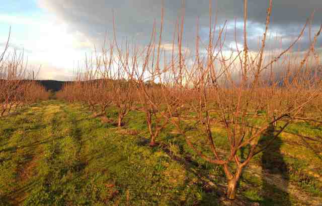 Cerejeiras fim de tarde