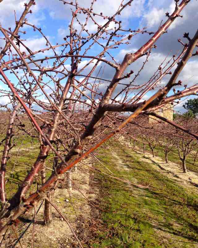 Cerejeirasfimjaneiro