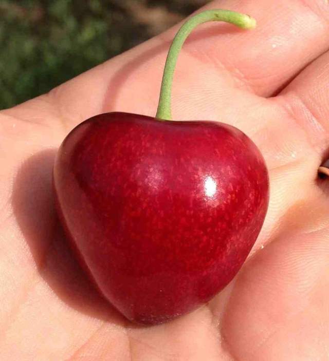 Coração de cereja2