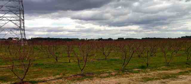 pessegueiros depois das podas