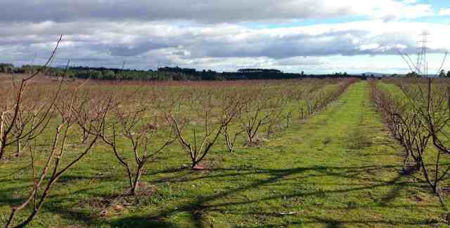 pessegueirospodadosjaneiro14