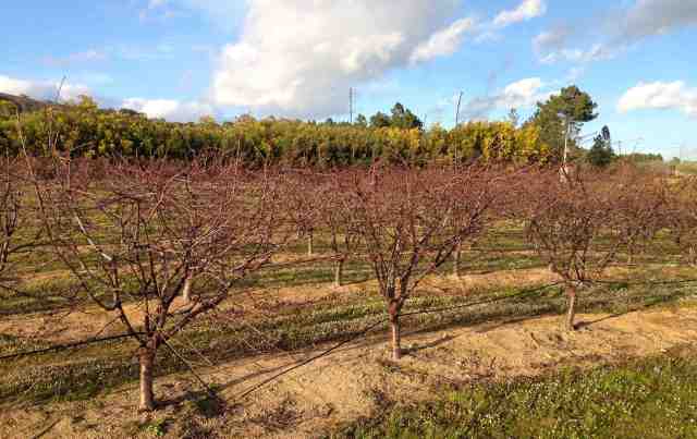Cerejeiras a acordar