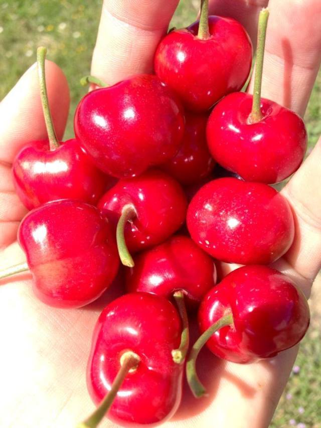 cerejas2-Maio14