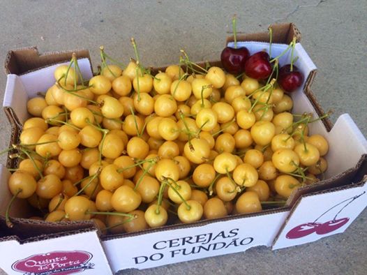 cerejas amarelas 2014