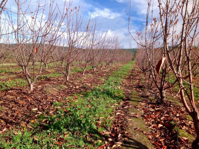 Cerejeiras queda da folha novembro 14