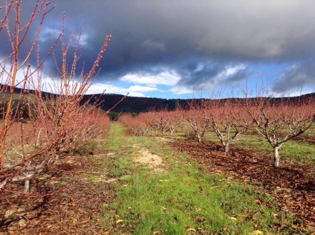 Pessegueiros brancos souto dezembro 2014