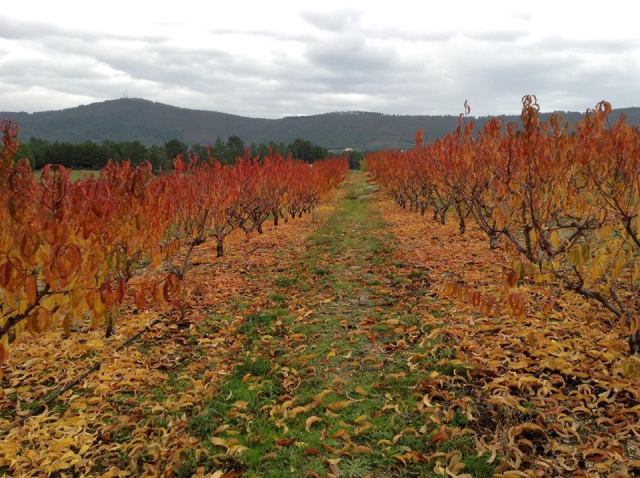 Pessegueiros novembro 14