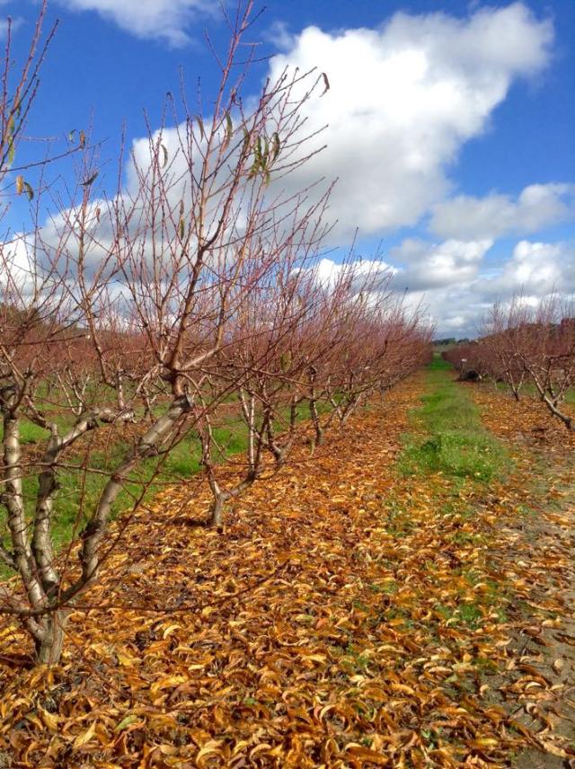 Pessegueiros Torgalha dezembro 2014 a