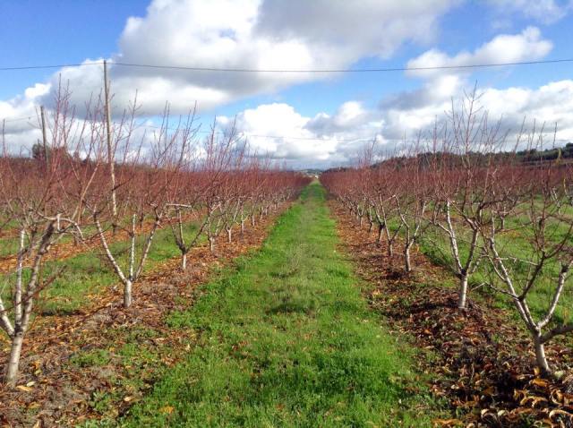 Pessegueiros Torgalha dezembro 2014 b