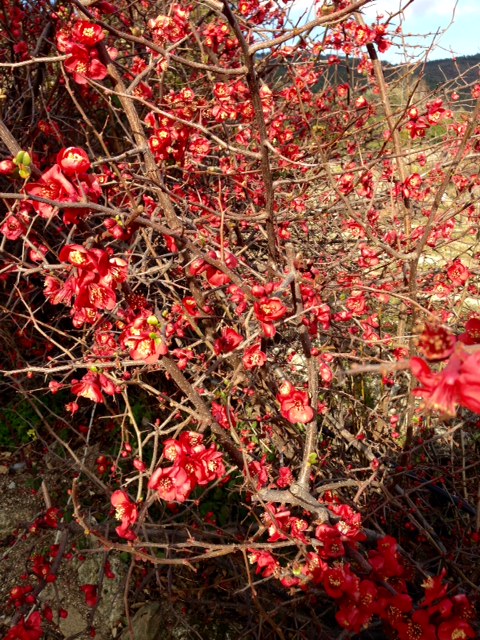 Cerejeira japonica 1