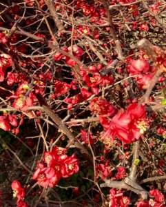 Cerejeira japonica 2