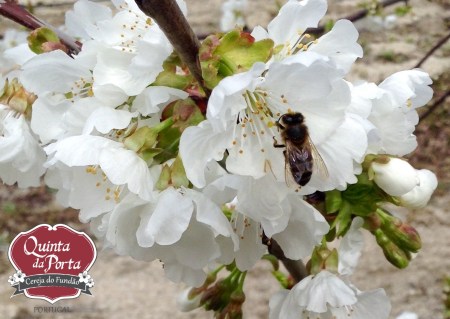 Abelha 21Mar15 6 logo