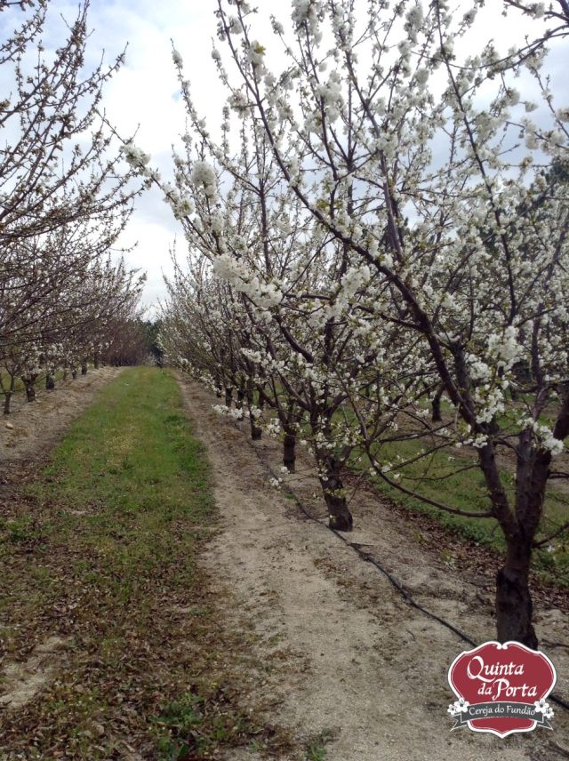 Burlat pinhal 21Mar15 2 logo