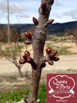 Cerejeira abrolhar armazem 2 logo 28-2-15