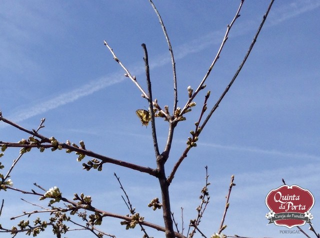 Cerejeiras borboleta 12Mar2015 2 logo