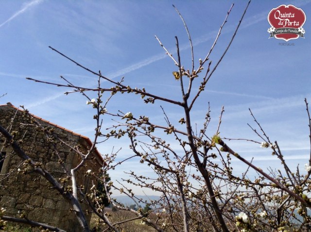 Cerejeiras borboleta 12Mar2015 3 logo