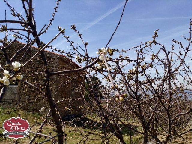 Cerejeiras borboleta 12Mar2015 4 logo