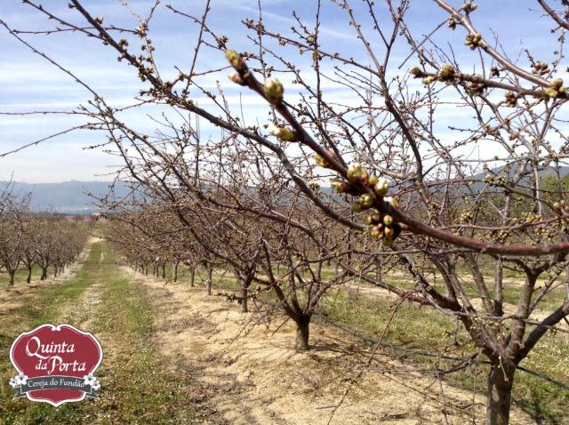 Cerejeiras earlise primeiras flores 12Mar2015 3 logo