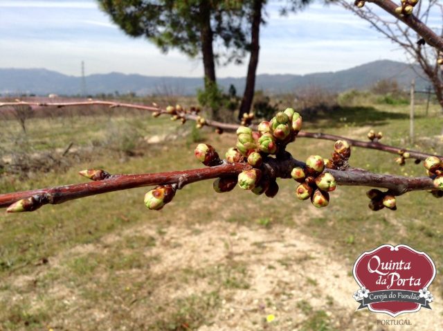 Cerejeiras PG abrolhamento 12Mar2015 2 logo