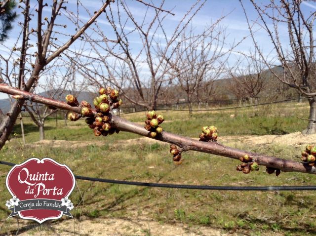 Cerejeiras PG abrolhamento 12Mar2015 3 logo