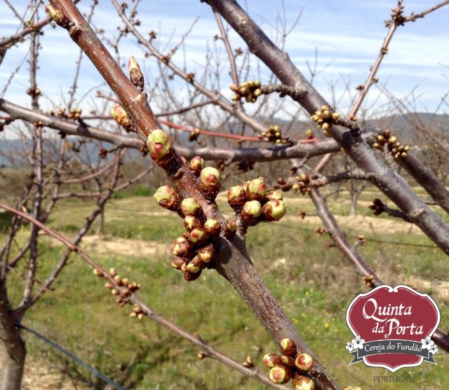Cerejeiras PG abrolhamento 12Mar2015 4 logo