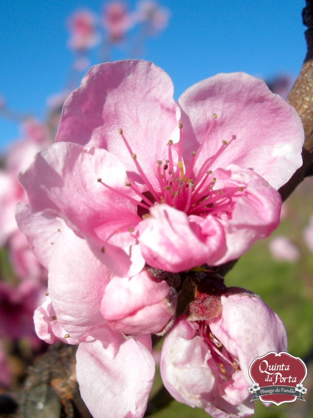 Flores nectarinas alto logo