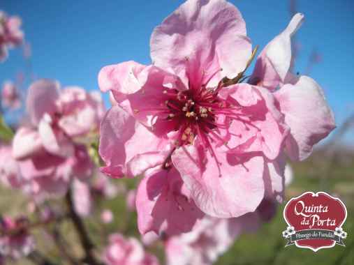 Flores nectarinas logo