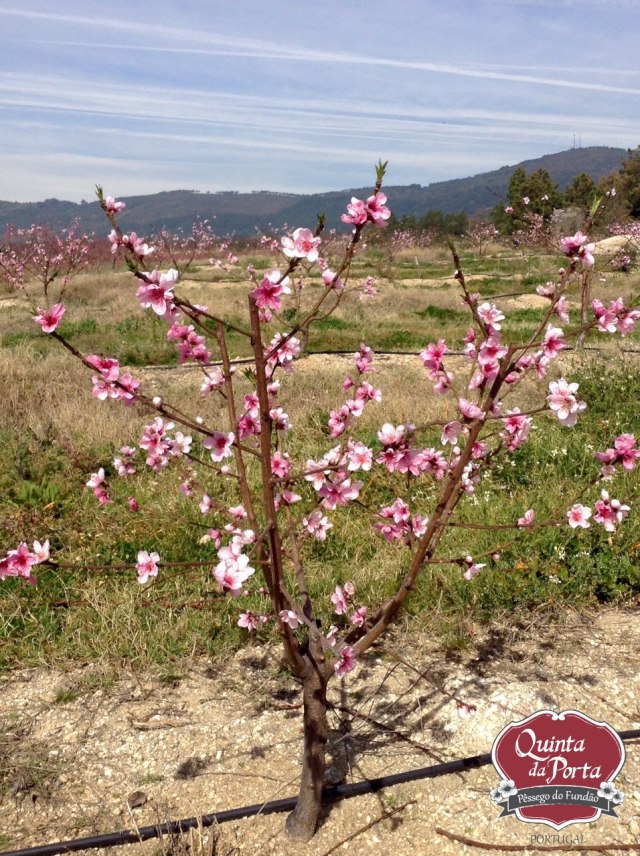 Pesegueiros de 2013 flor 1 logo