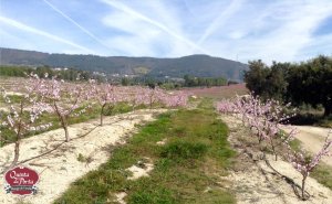 Pesegueiros de 2013 flor 2 logo