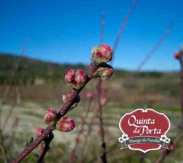 Pessegueiro flor botao 5 Março - logo