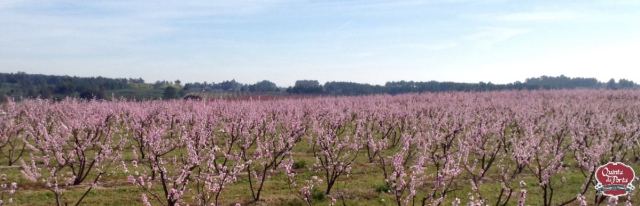 Pessegueiros em flor compal 12Mar2015 1 logo
