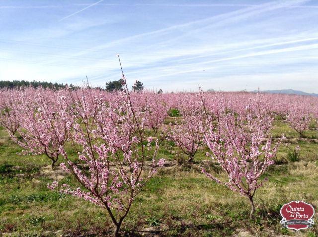 Pessegueiros em flor compal 12Mar2015 10 logo