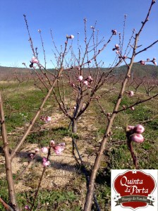 Pessegueiros soito 2 logo 27FEV15