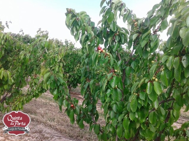 Cereja primeiras 2015-04-22 1 logo