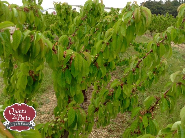 Cereja vingamento 15-04-09 2 logo