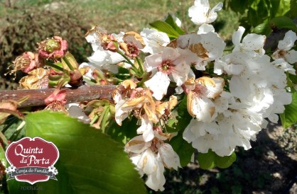 Cereja vingamento 2015-04-01 3 logo