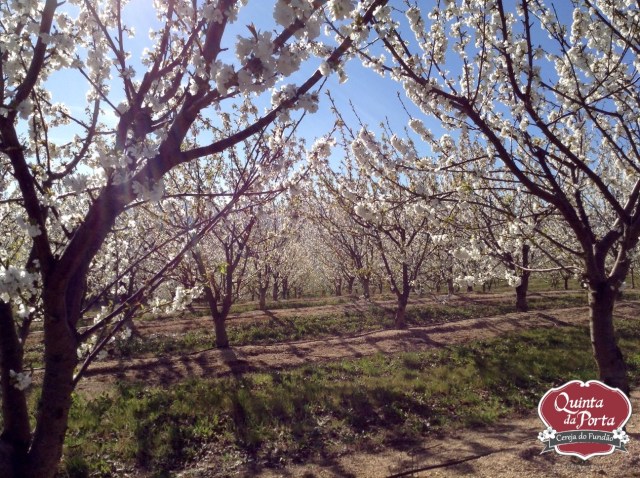 Cerejeiras em flor burlats poço 15-03-28 3 logo