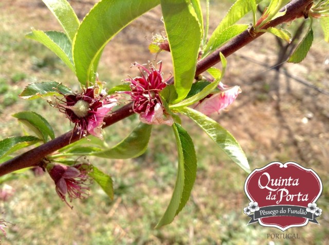 Pêssegos vingamento 15-04-01 2 logo