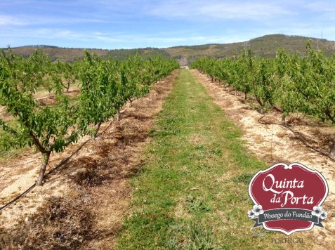 Pêssegos vingamento 15-04-01 3