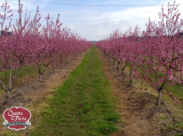 Pessegueiros Torgalha 2015-03-21 1 logo